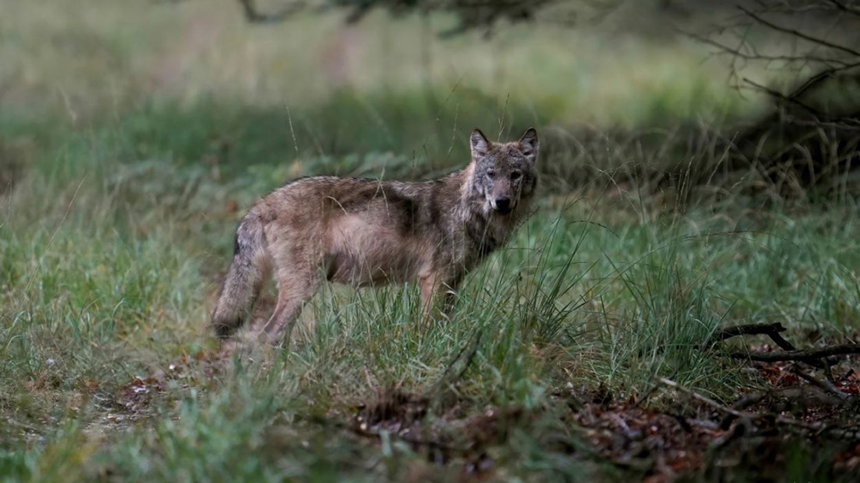 Afbeelding van Aantal volwassen wolven in Duitsland stijgt naar 429