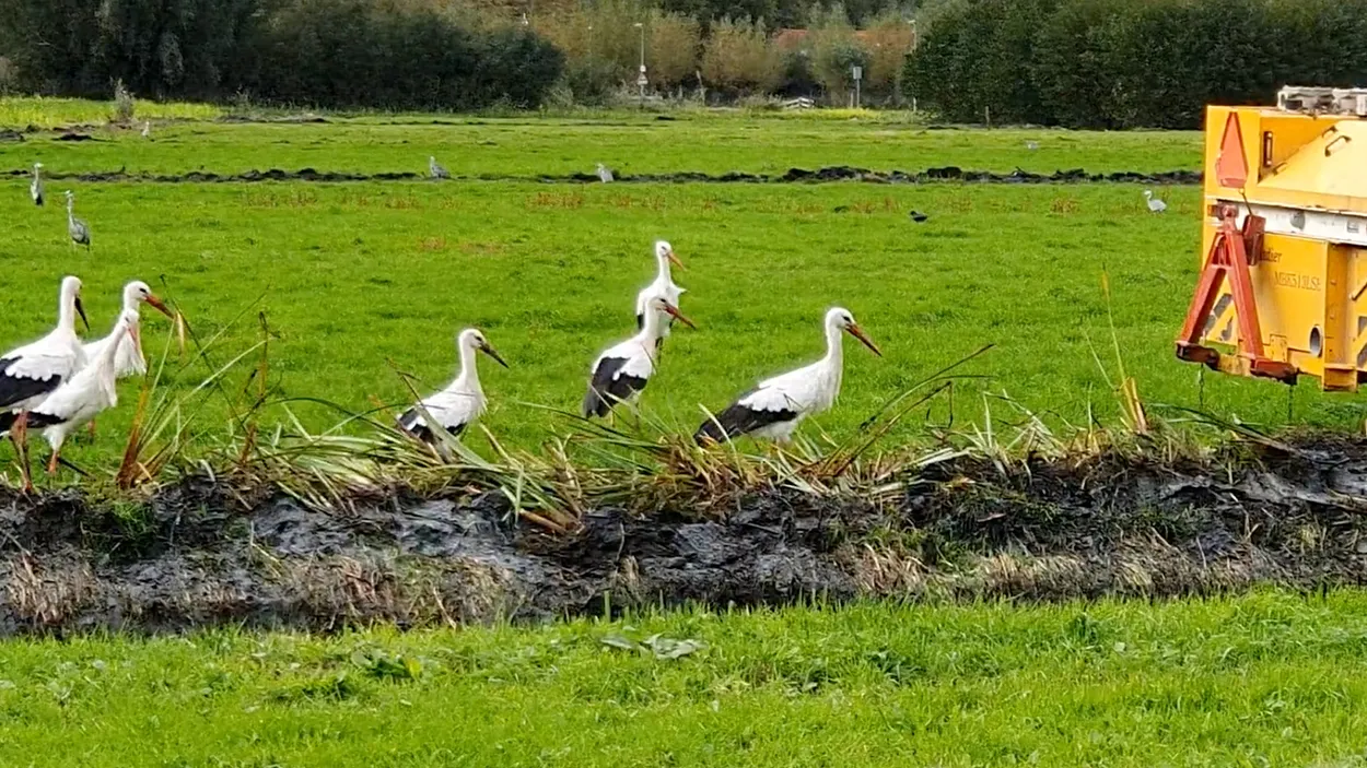 Fenolijn 18 september 2022 - Vroege Vogels - BNNVARA