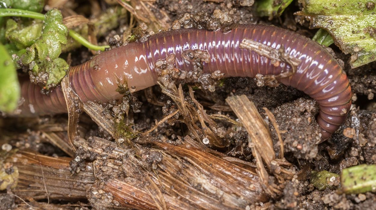 Afbeelding van Bekende tunnelgraver: de regenworm