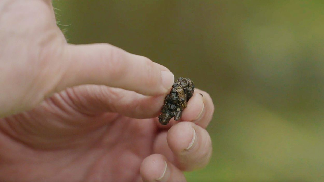 Afbeelding van Bijzondere kokerjuffers: de larven van de schietmot