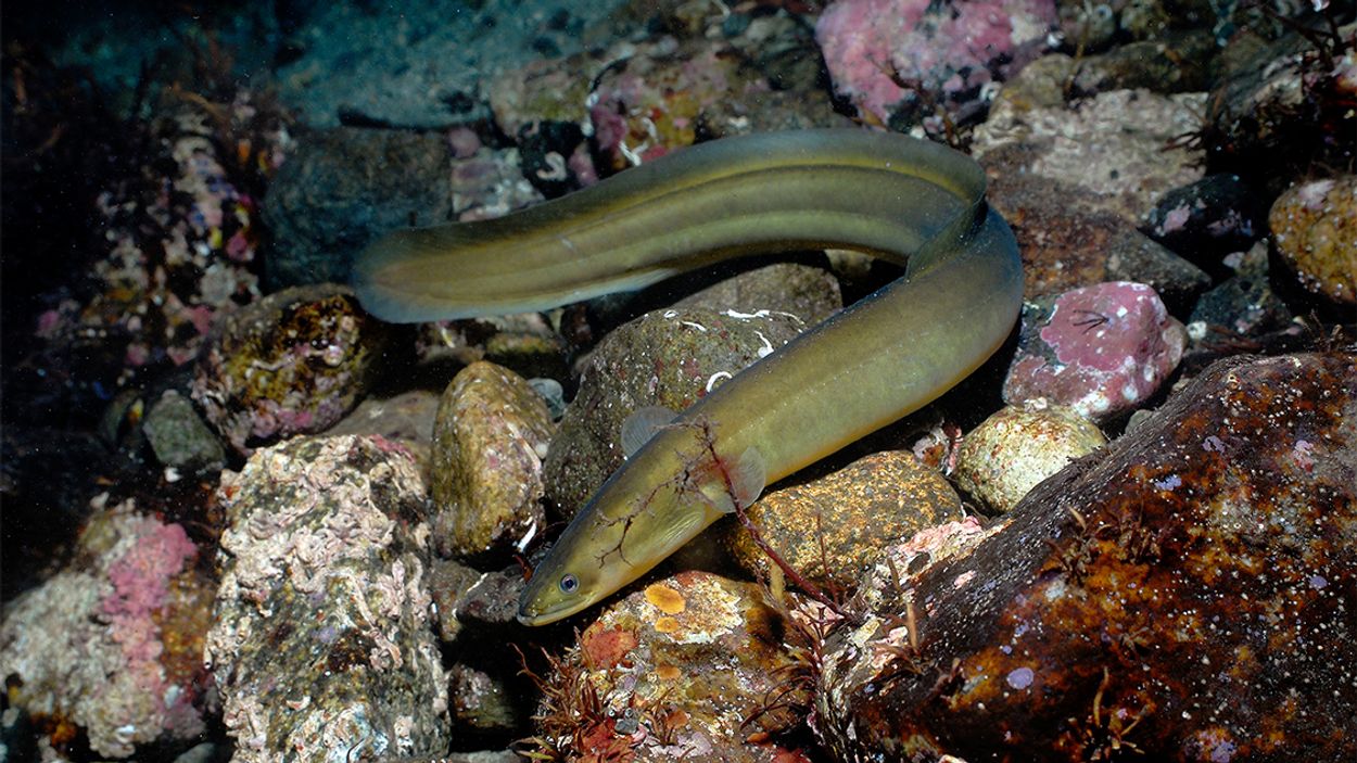 European Eel © Erling Svensen WWF