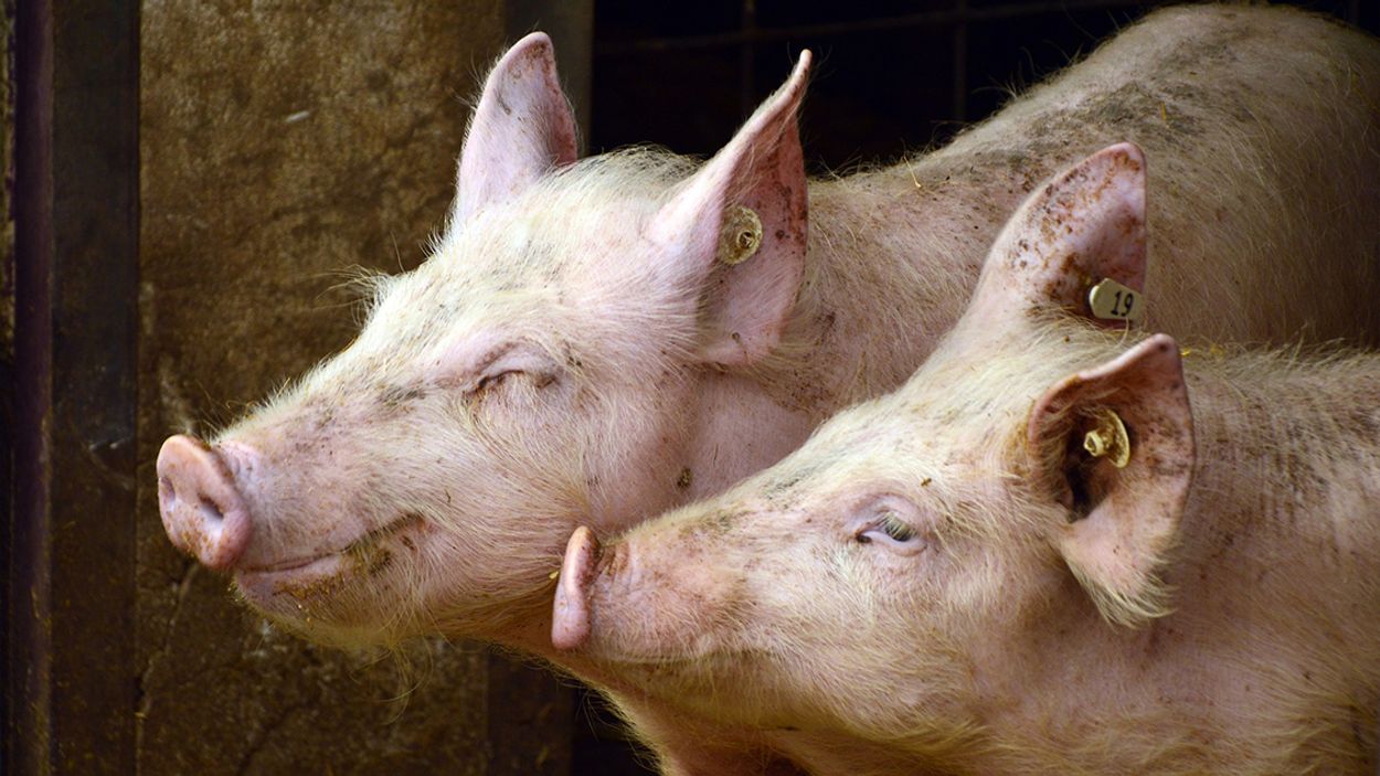 Afbeelding van Wakker Dier naar rechter voor betere stallucht varkens