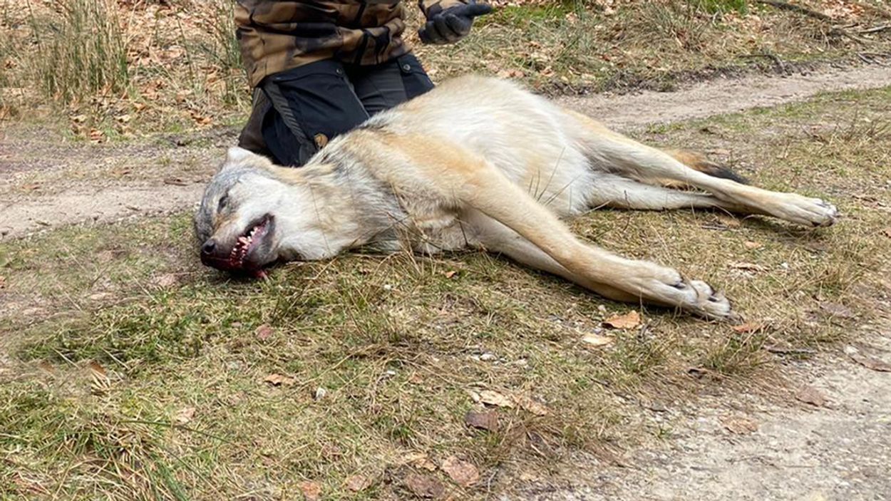 Afbeelding van Tragische dood van de Veluwse wolvin