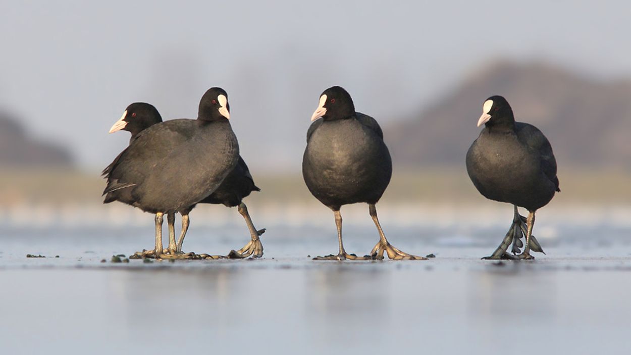 Afbeelding van Waarom krijgen vogels geen koude voeten?