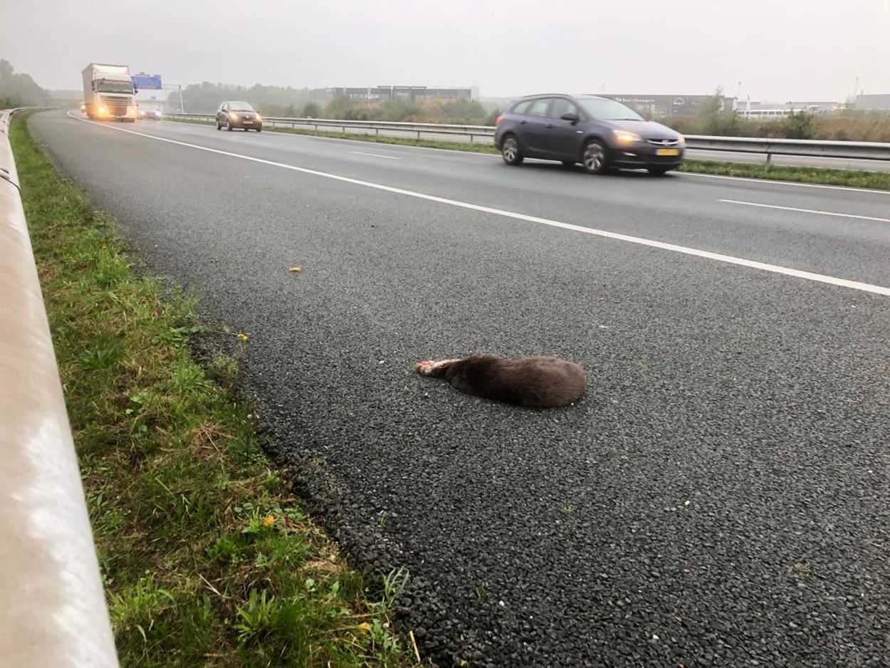 Afbeelding van In Friesland sneuvelen de meeste otters