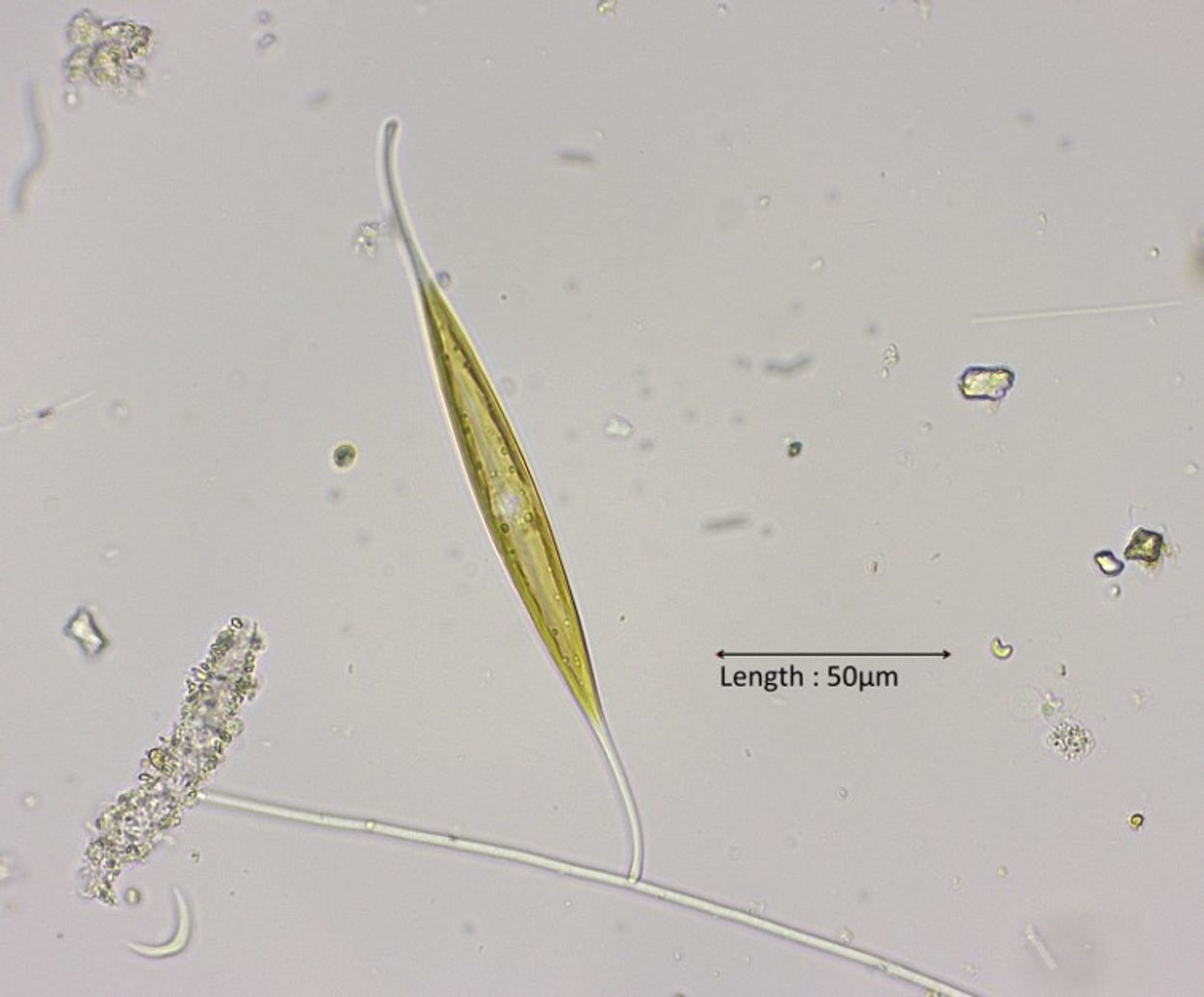 Afbeelding van Gek op plankton
