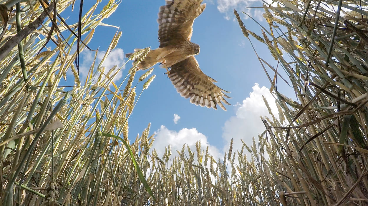 Het Raadsel Van De Blauwe Kiekendief & De Velduil | Vroege Vogels ...