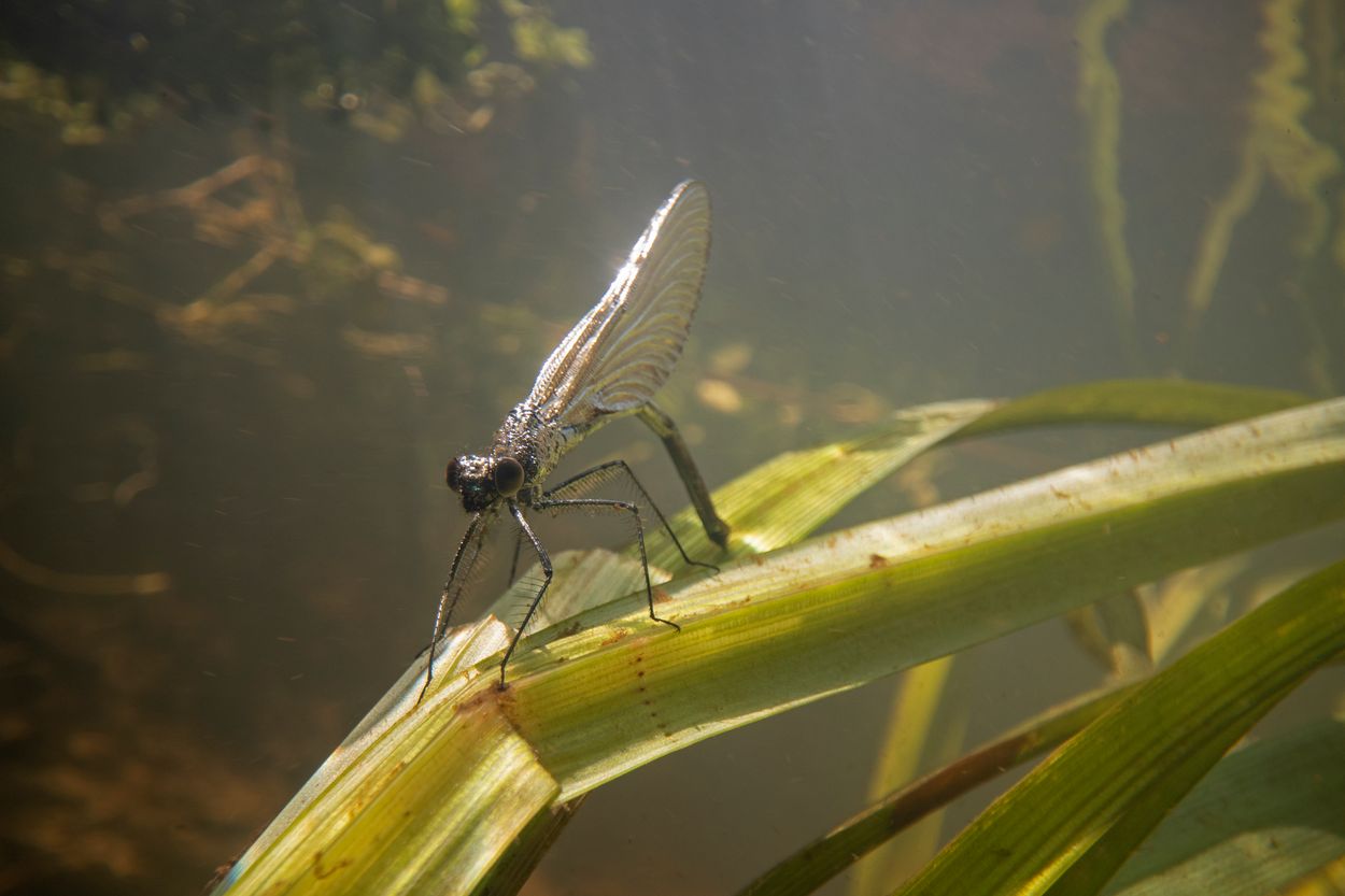 forest damselfly