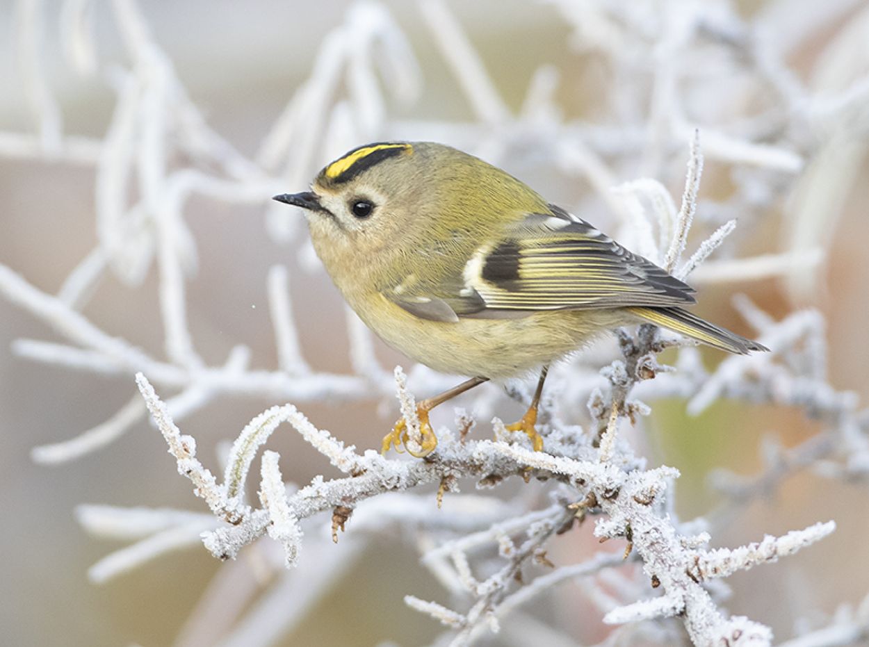 Rijp: Een Wonderbaarlijk Natuurverschijnsel - Vroege Vogels - BNNVARA