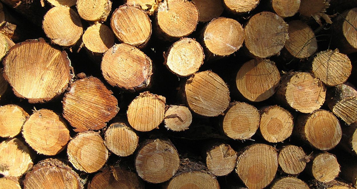 Afbeelding van Staatsbosbeheer gaat kritiek op oogsten hout tegen