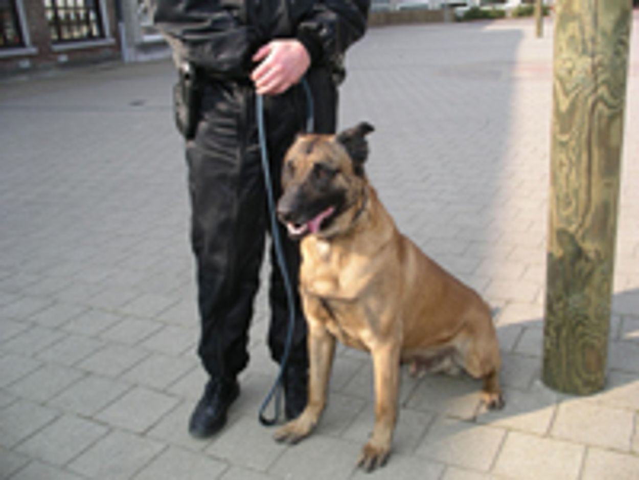 Afbeelding van Onderzoek naar mogelijk dierenleed tijdens trainen politiehonden