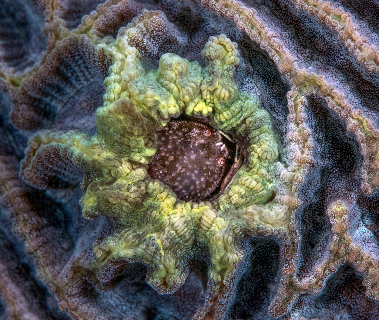Galkrab in het koraal