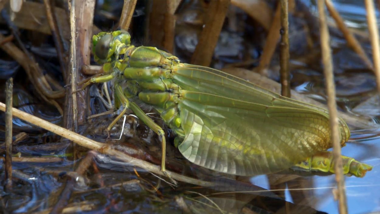 Afbeelding van Veertig libellensoorten in de Wieselse Plas