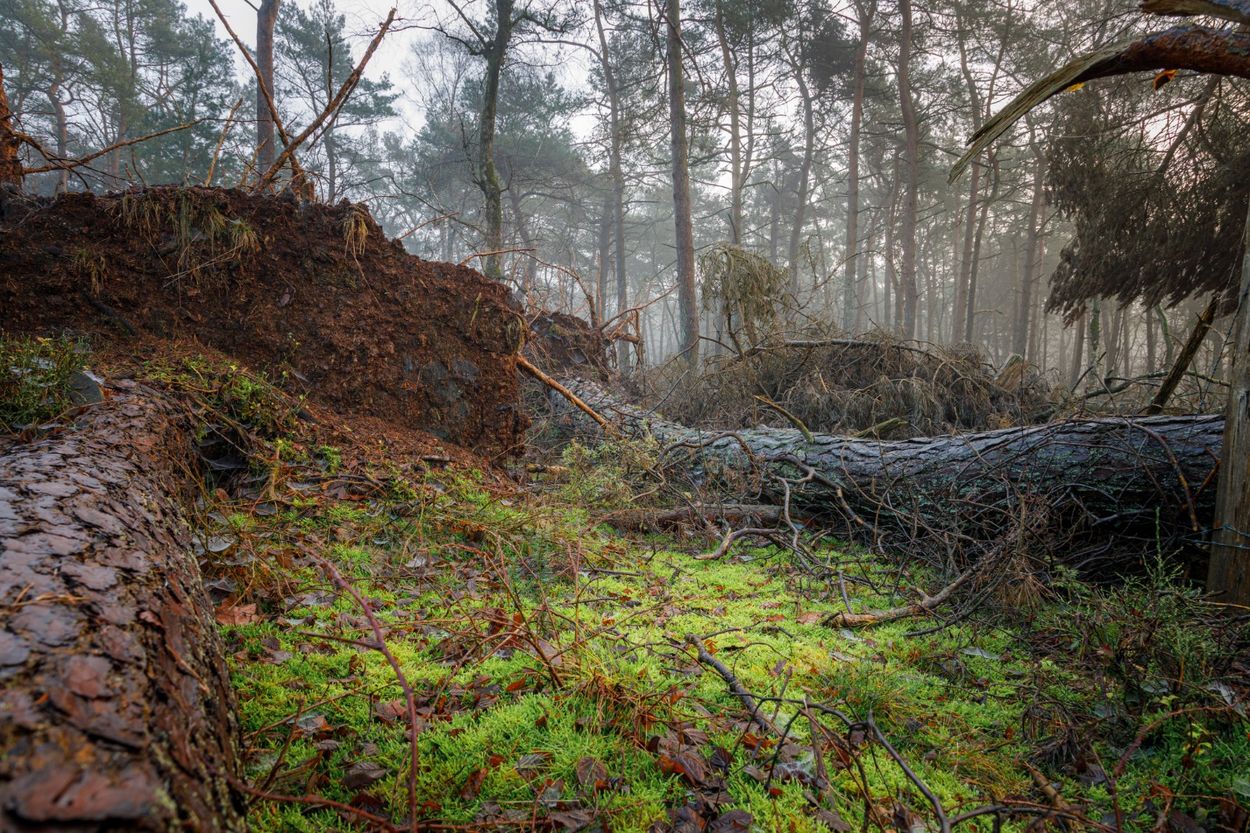 Afbeelding van Storm biedt kansen voor natuurlijk bos