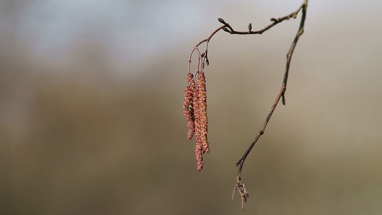 Herken De Knop Vroege Vogels Bnnvara