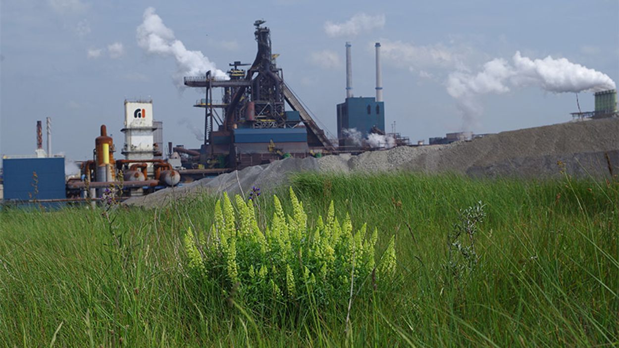 Afbeelding van Milieuorganisatie eist sluiting Tata Steel wegens vervuiling