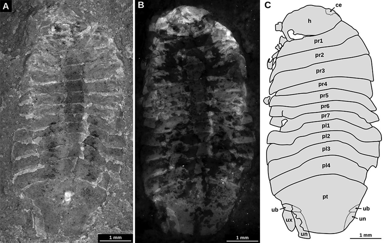 Gelrincola winterswijkensis, A: Light microscope photo. B: Fluorescence microscope photo. C: Interpretative drawing. © Mario Schädel & prof. dr. Joachim Haug, Bulletin of Geosciences