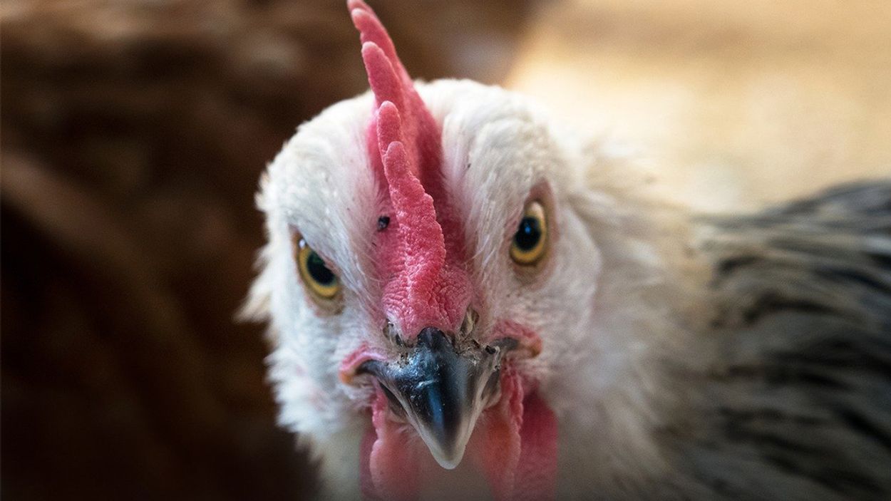 Afbeelding van 222.000 vleeskuikens geruimd in Blija wegens vogelgriep