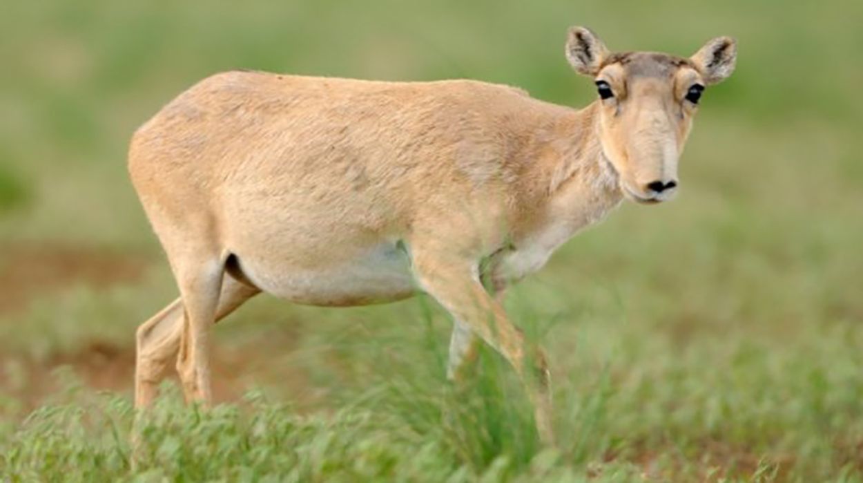 Afbeelding van Aantal saiga-antilopen in Kazachstan neemt toe
