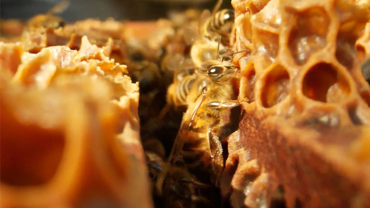 Afbeelding van Verwilderingsproject voor de honingbij