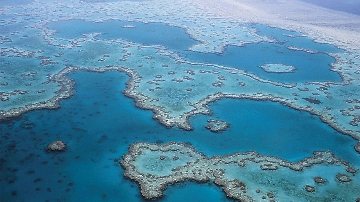 Afbeelding van Australië wil voorkomen dat 'Great Barrier Reef' een bedreigde status krijgt