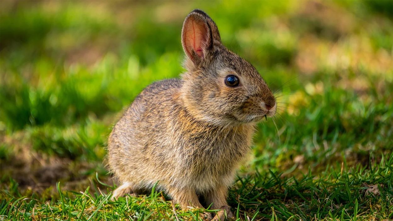 Afbeelding van Kamermeerderheid voor einde aan vrij bejagen van konijn en haas