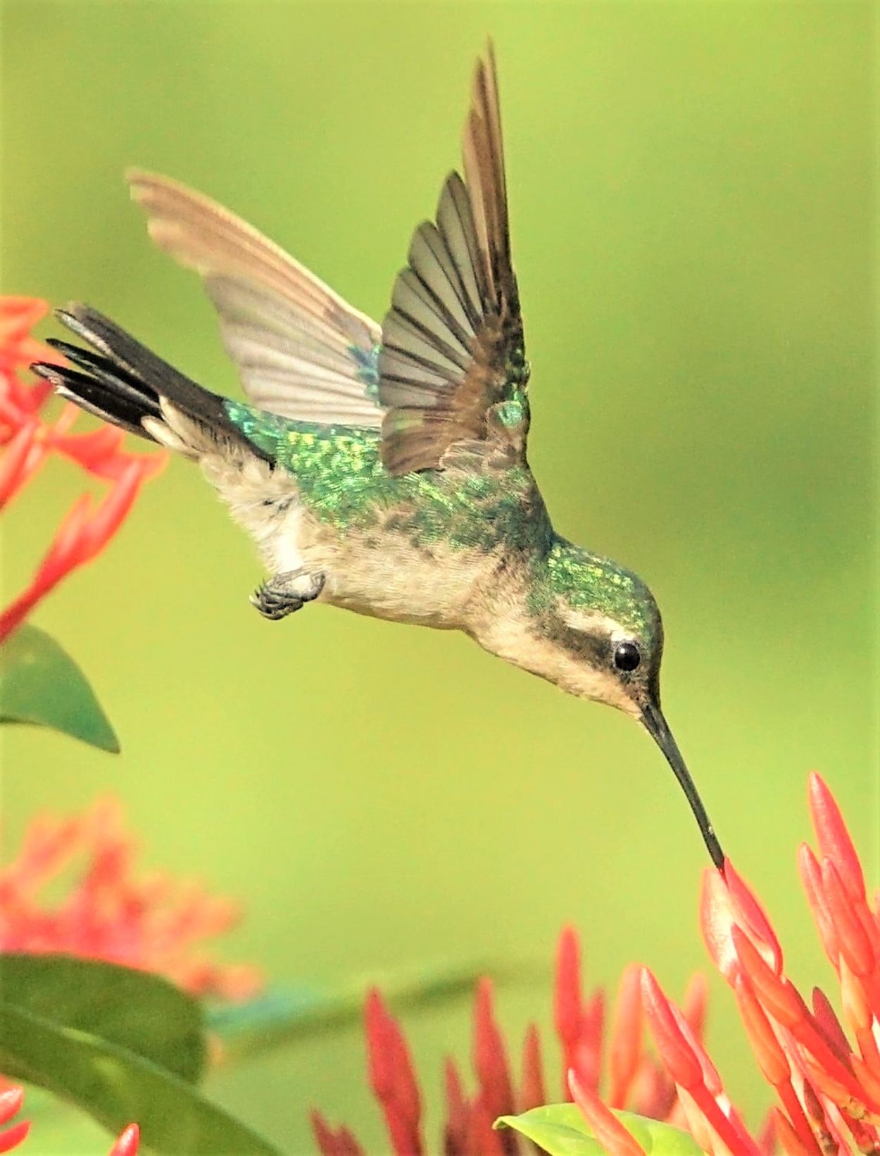 Afbeelding van Felgekleurde straaljagertjes: de kolibries op Aruba