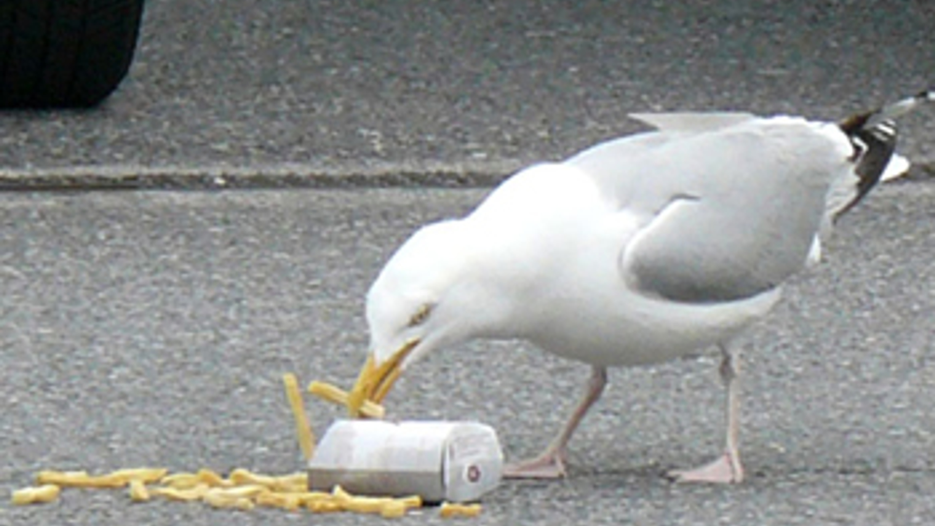 patatmeeuw.jpg