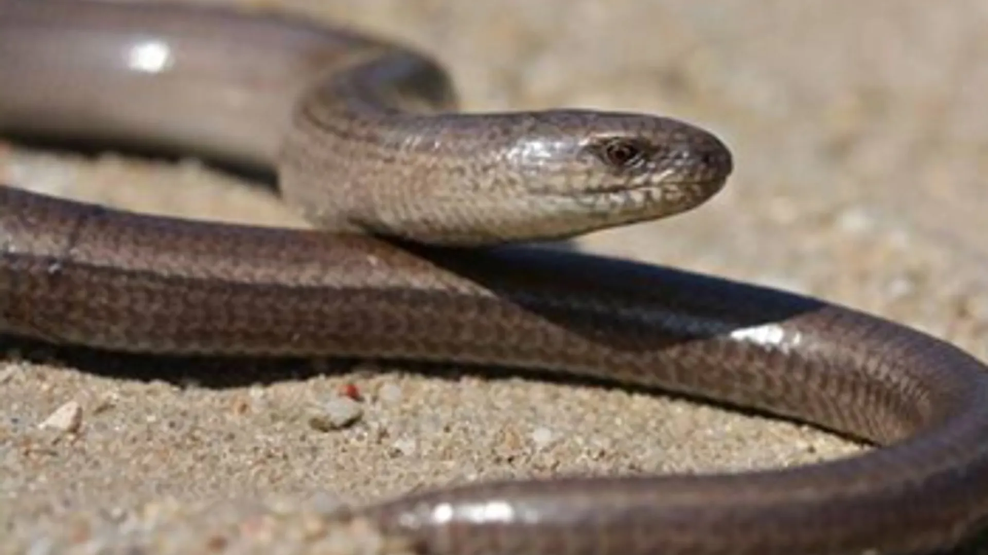 hazelworm_04.jpg