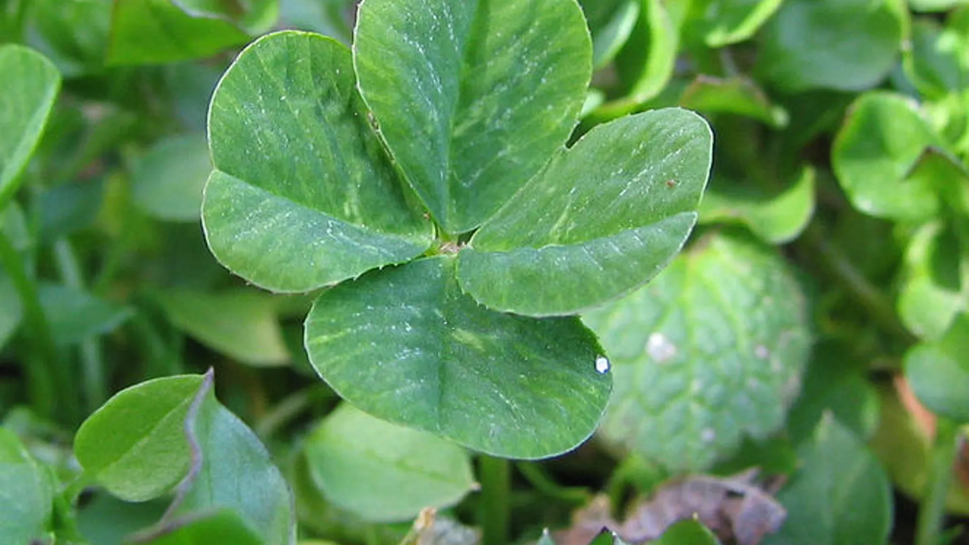 664px-Four-leaf_clover.jpg