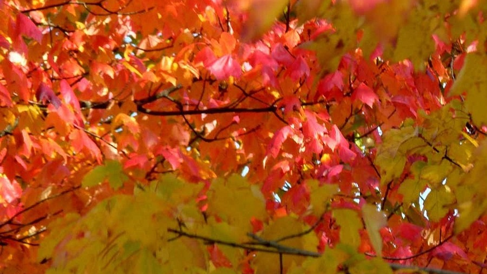 herfst_05.jpg