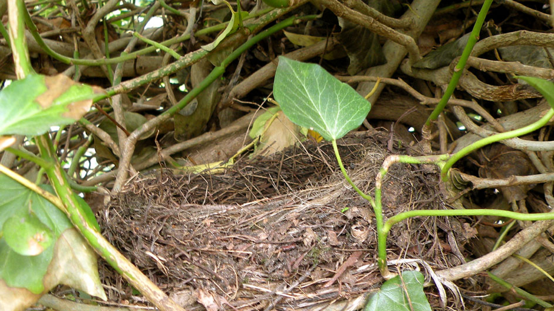 nest.jpg