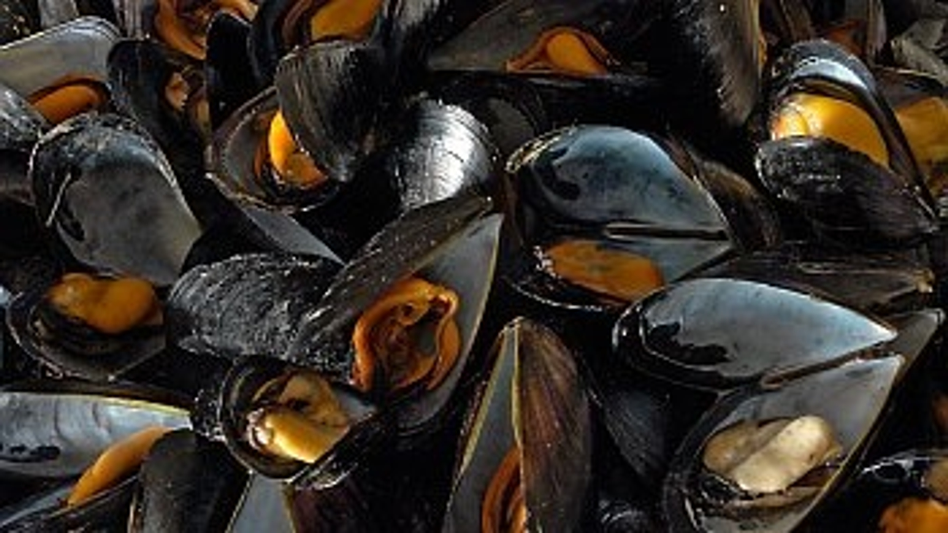 mossel2