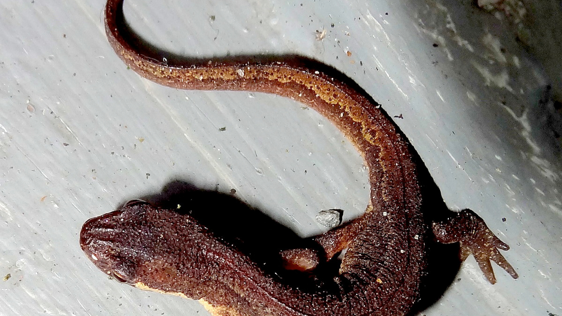 Watersalamander_van_Riekev_1.jpg