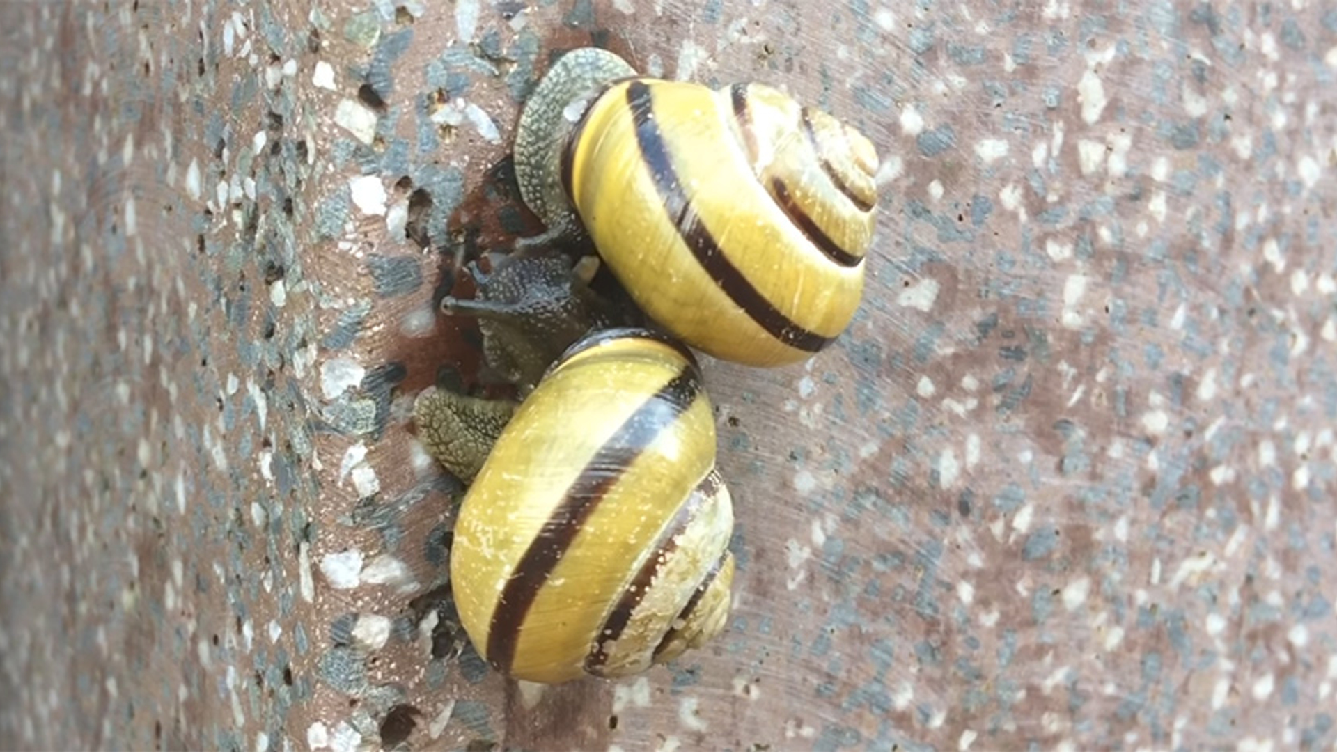 tuinslak zelf geschoten