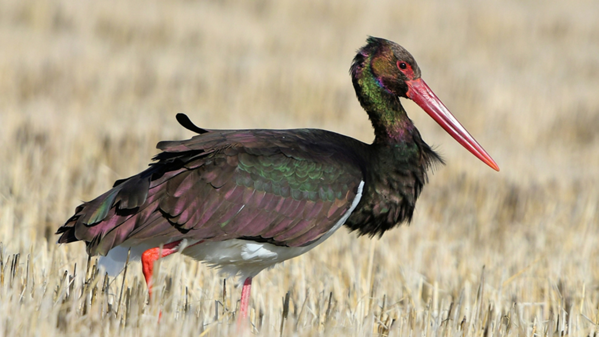 zwarte ooievaar bonteklepper