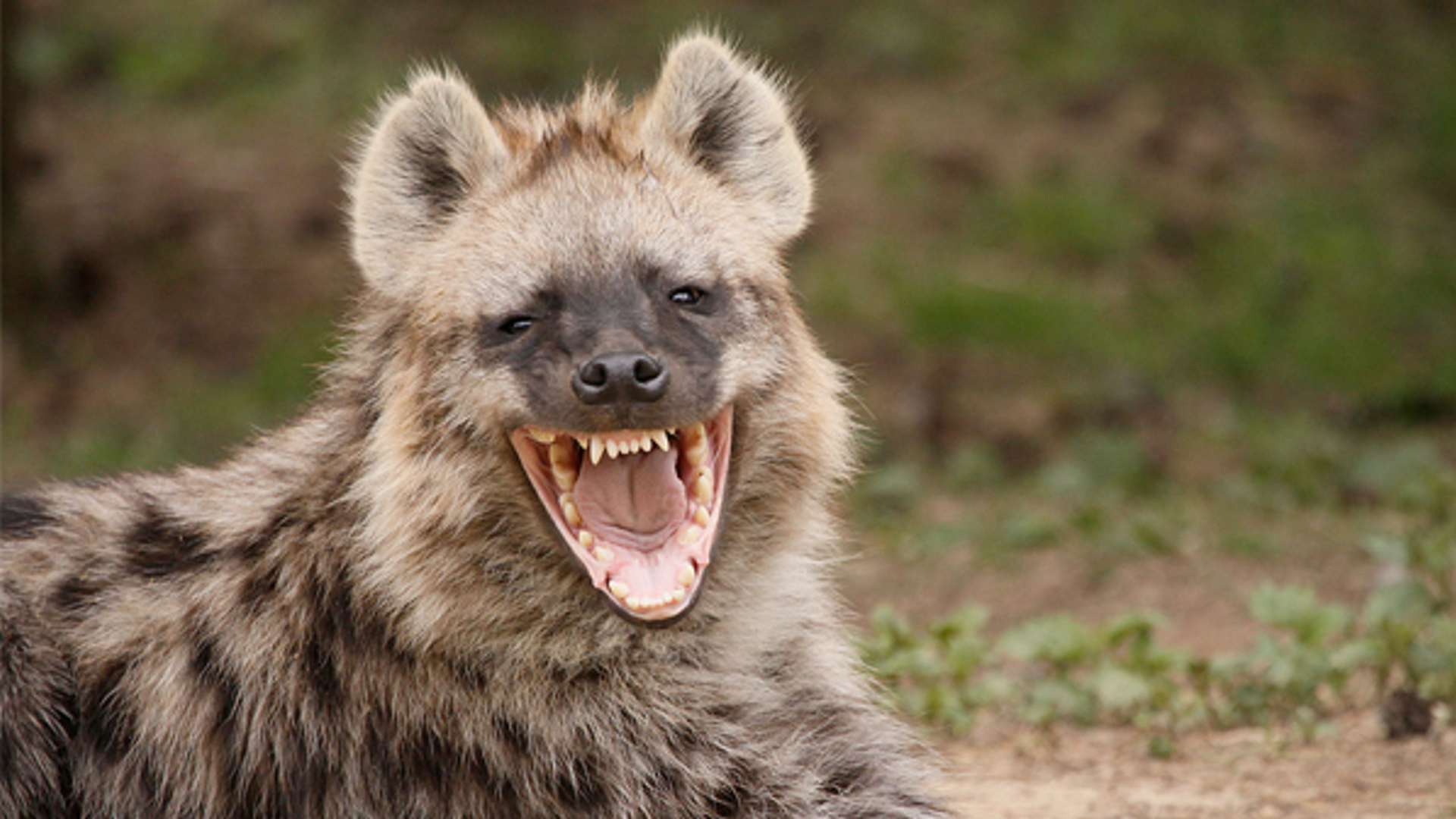 hyena_willemth.jpg