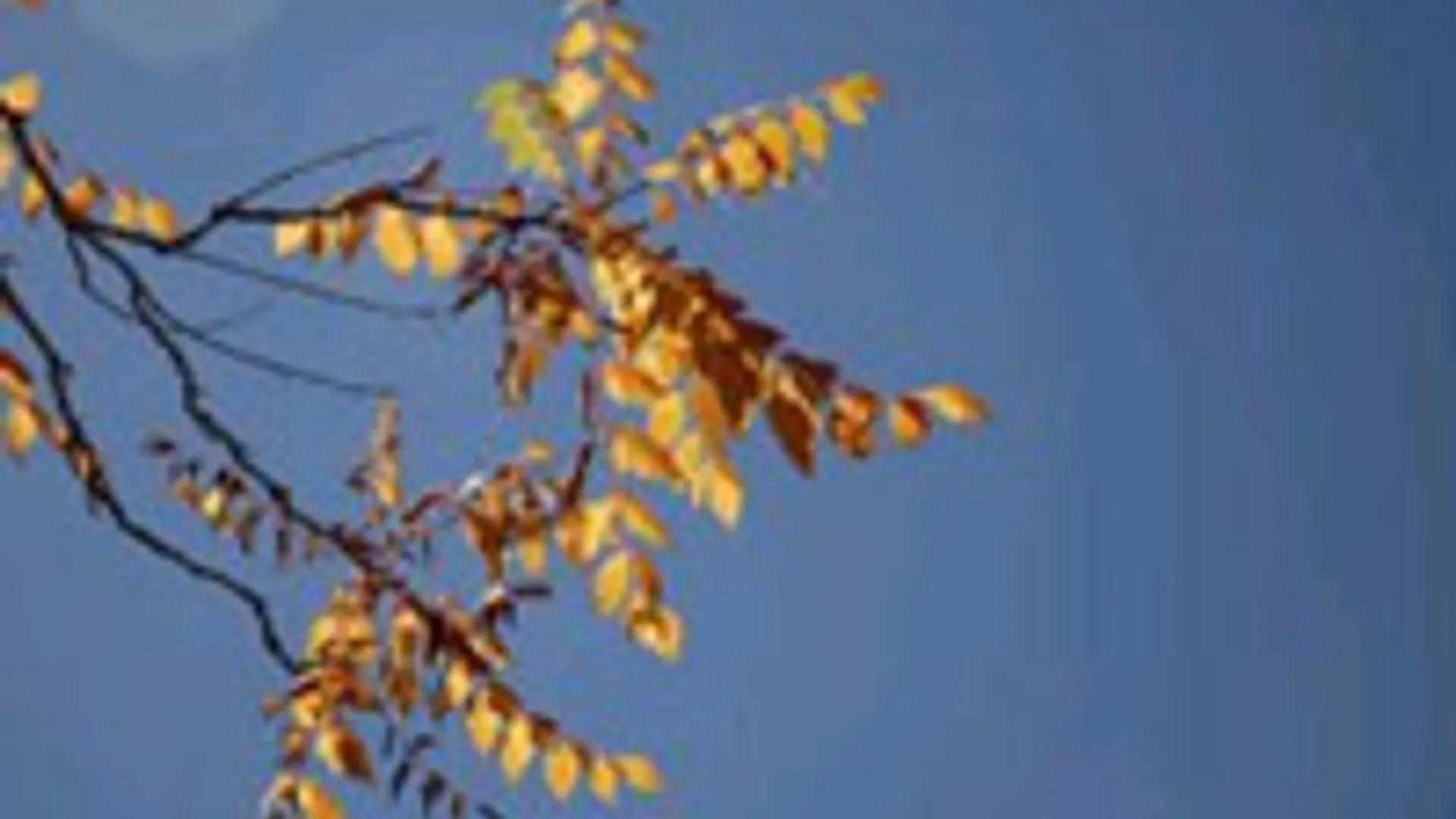 herfst.jpg