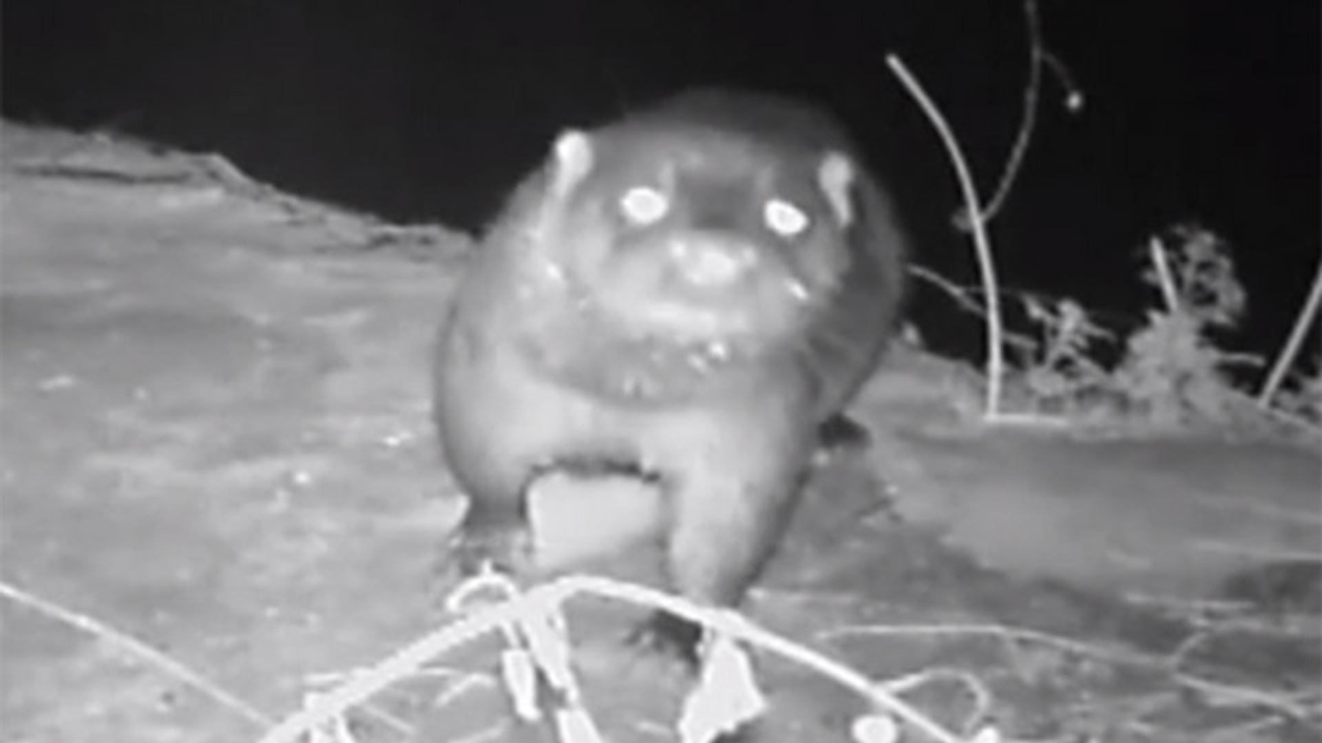 ottercam.jpg