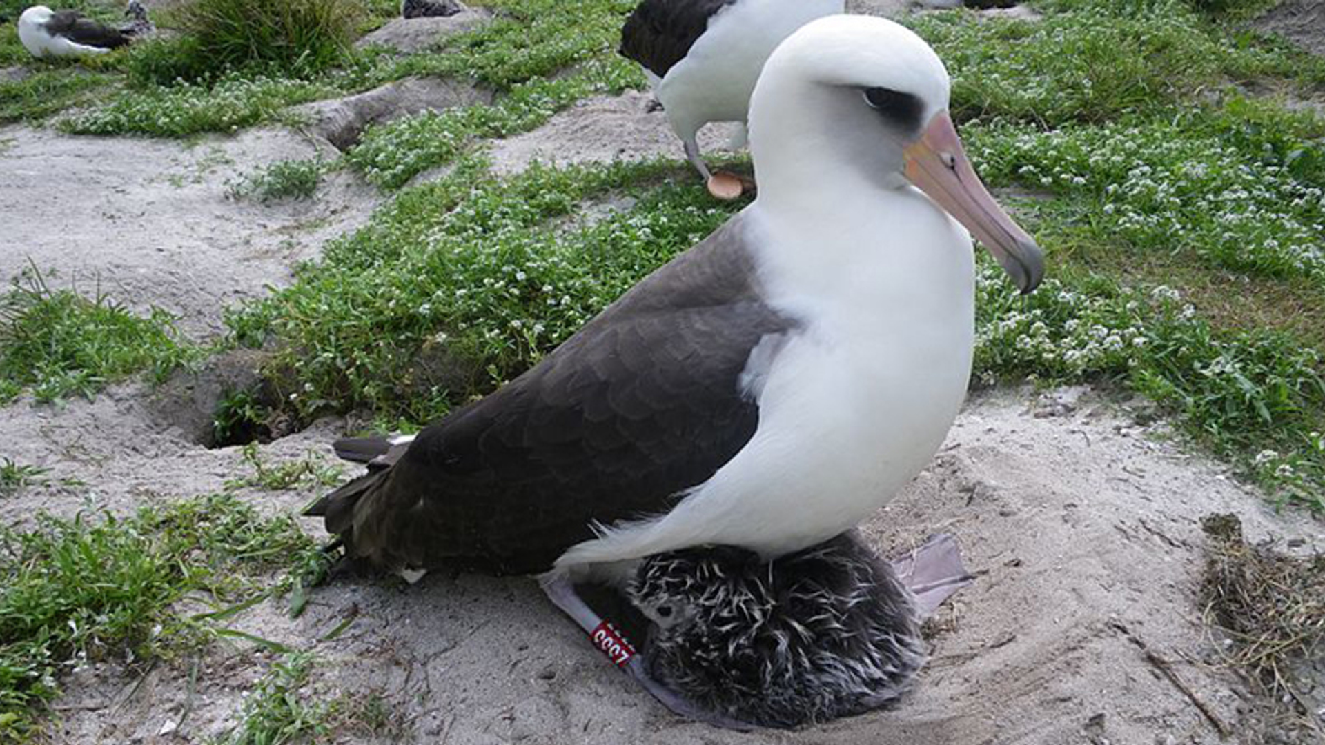 Laysan albatros Wisdom