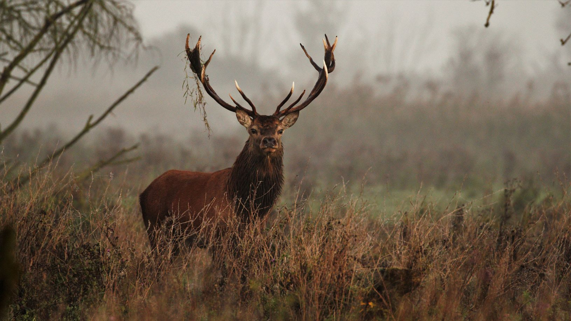 Edelhert door handgraaf