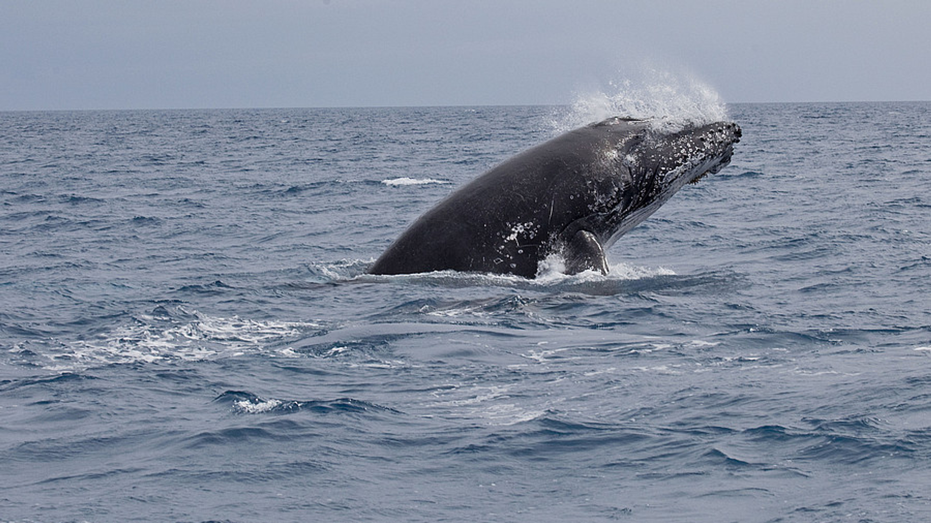 walvis_grijze_bultrug.jpg