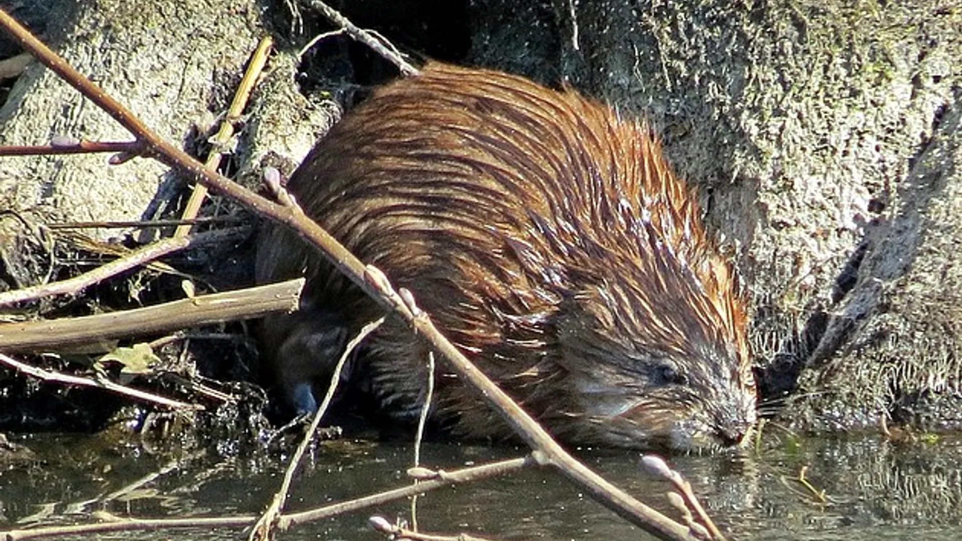 muskusrat-fozzje.jpg