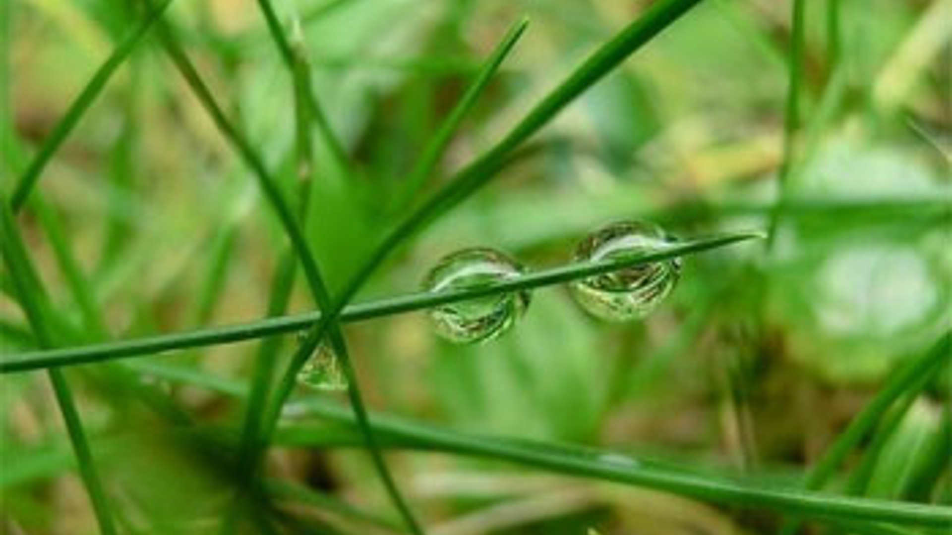 Gras.jpg