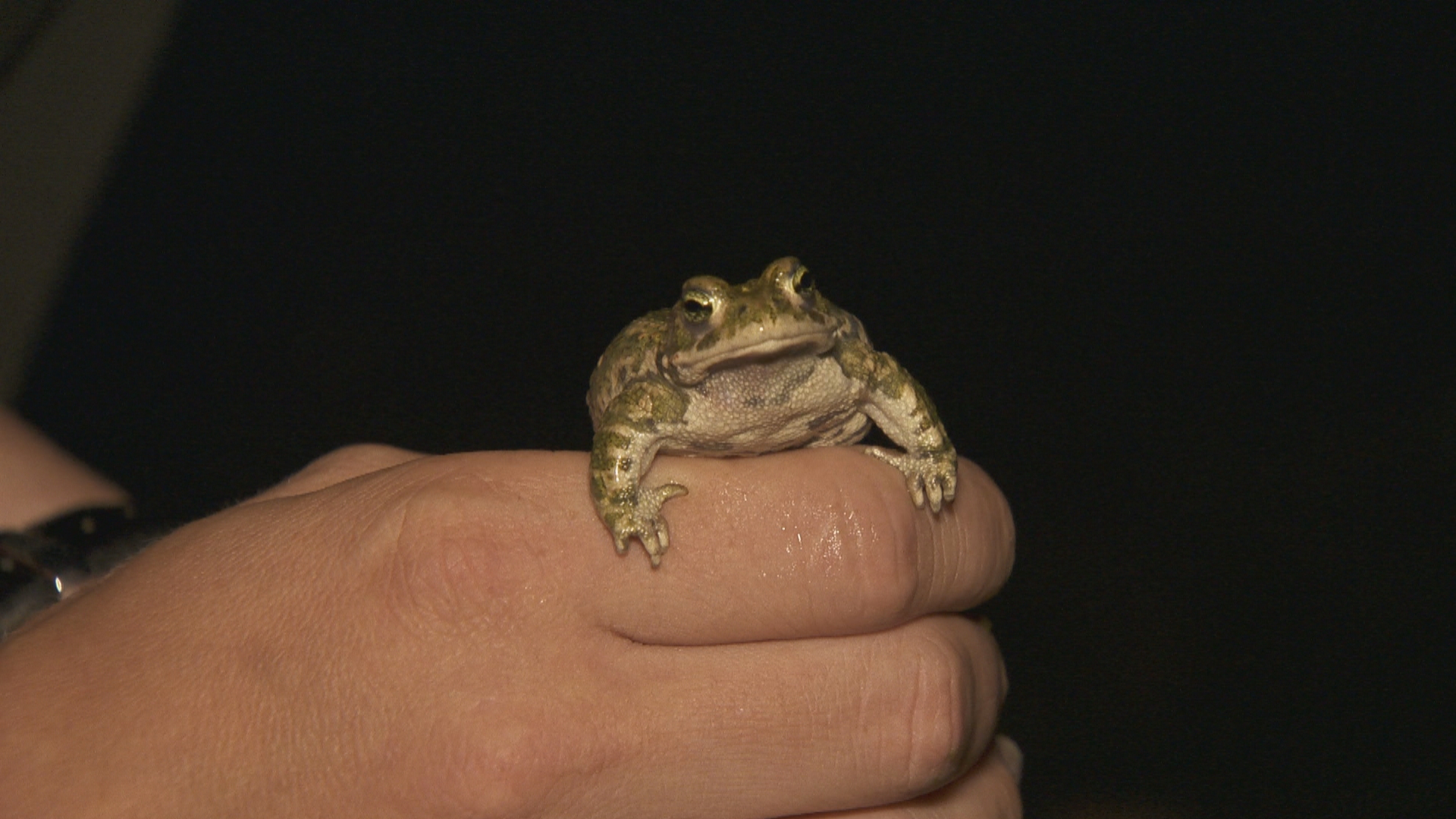 rugstreep_onverwachtenatuur