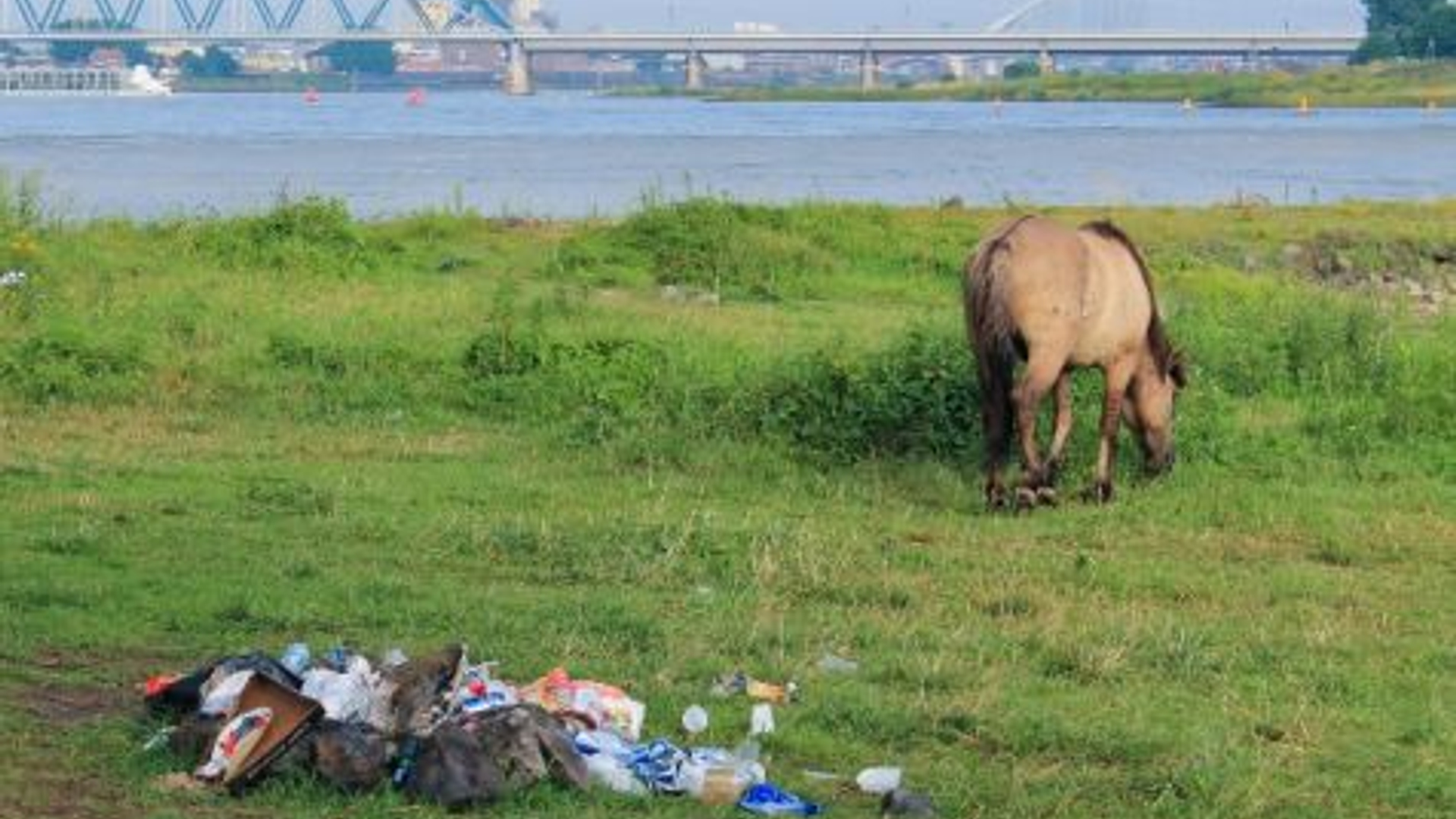 vuilruimactie_stadswaard_juli_2014_konikpaard_met_afval.jpg
