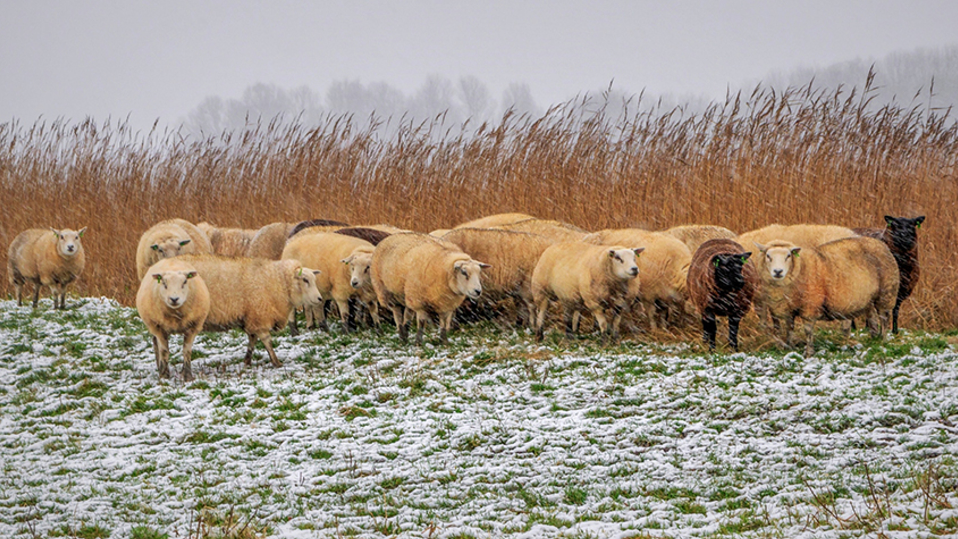 Schapen