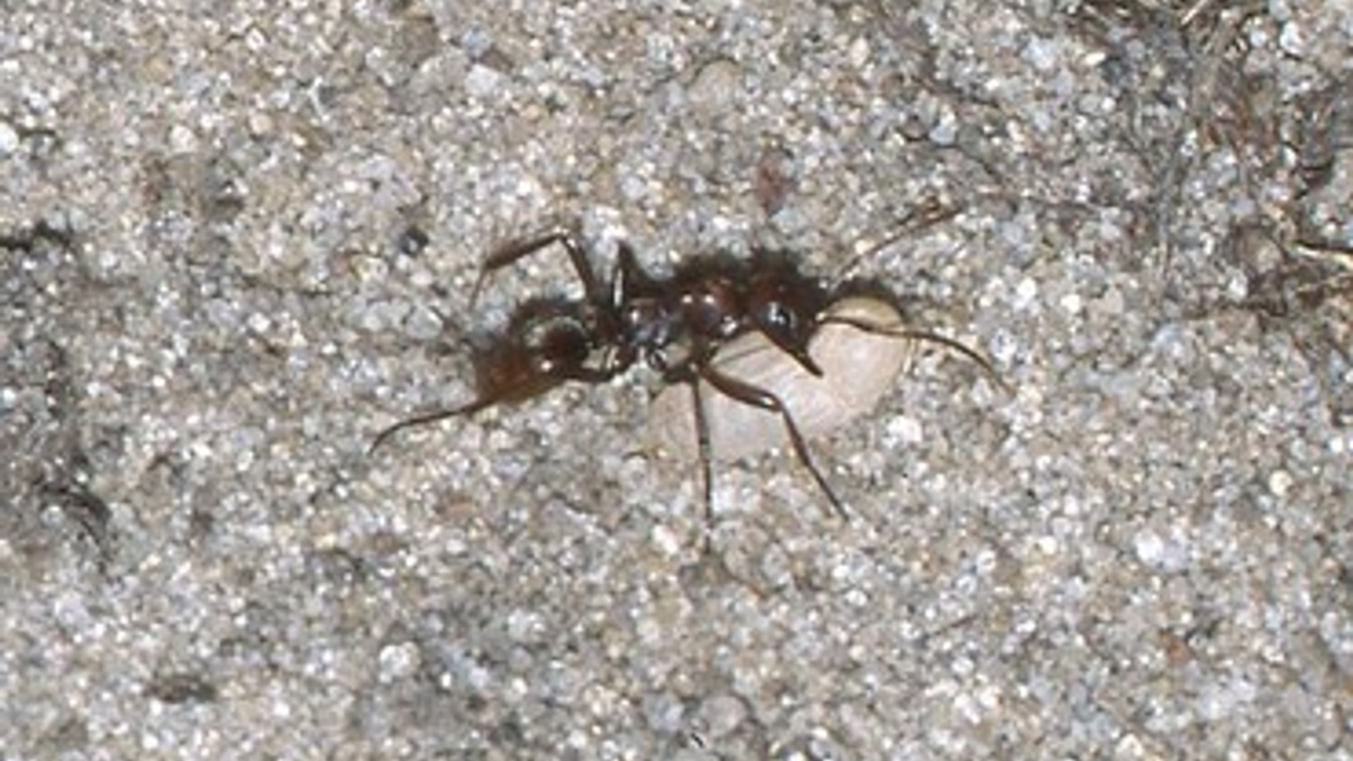 3eefbd8a-3b73-4258-a229-78501e0e30f7.jpg&w=370