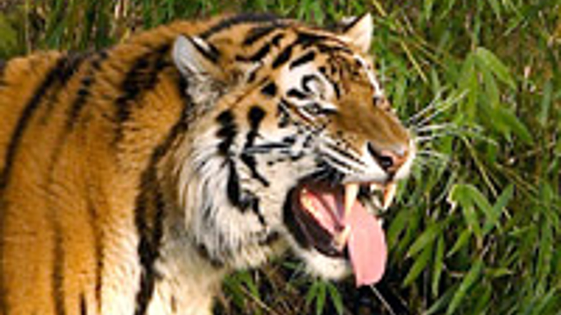 tijger_09.jpg