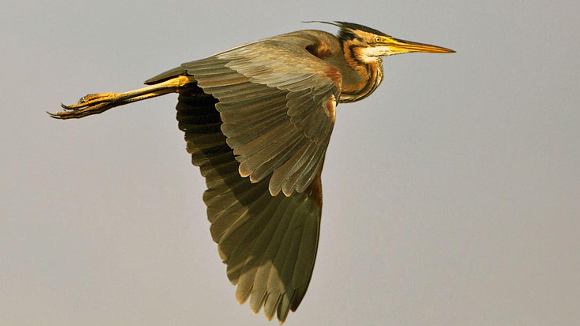 purperreiger_WillemdeWolf.jpg